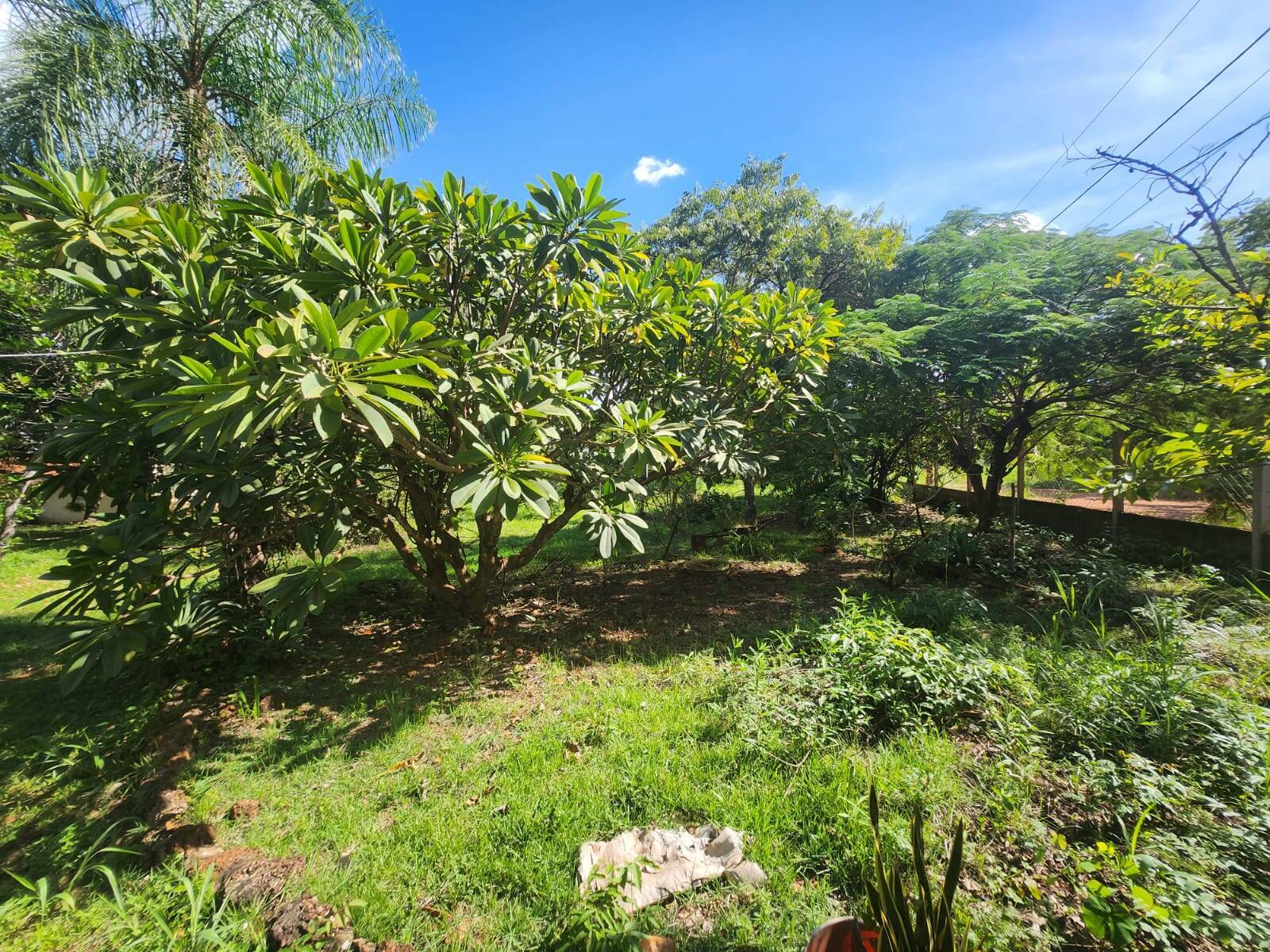 Chácara, 3 quartos, 3 hectares - Foto 8